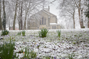 Holy trinity church Chestefield snow daffodils This landscape photograph shows Holy Trinity Church in Chesterfield, Derbyshire, United Kingdom, viewed on a snowy spring morning. The architecture of the church, which is set among tall trees, stands prominently in the background with its stone façade and pointed arch windows partially obscured by falling snow. In the foreground, daffodils emerge through a thin layer of snow that covers the ground, indicating the transition between winter and spring. The scene captures the contrast of vibrant spring flowers against the wintry conditions, with the trees and Holy Trinity Church combining to form a quintessential Derbyshire view.